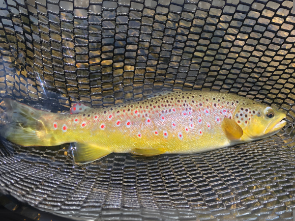 New River Fly Fishing (11)