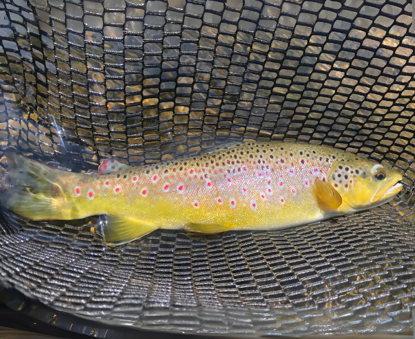 New River Fly Fishing (11)