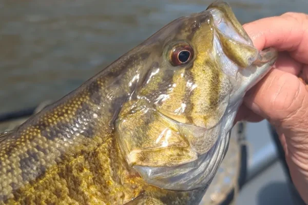smallmouth-bass-head